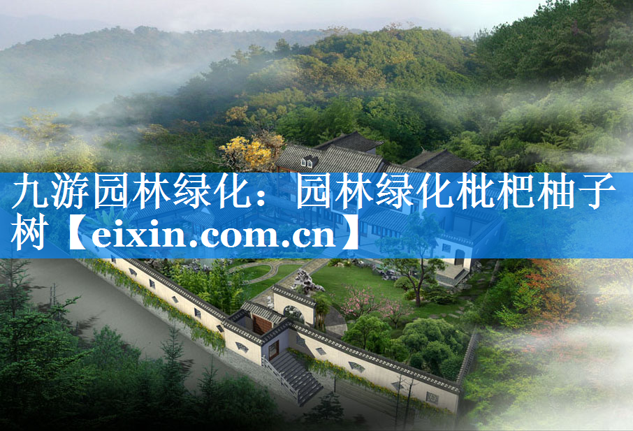 園林綠化枇杷柚子樹(shù)