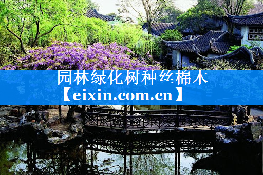 園林綠化樹(shù)種絲棉木