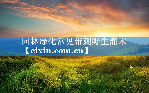 園林綠化常見帶刺野生灌木
