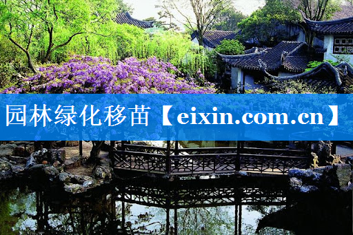 園林綠化移苗