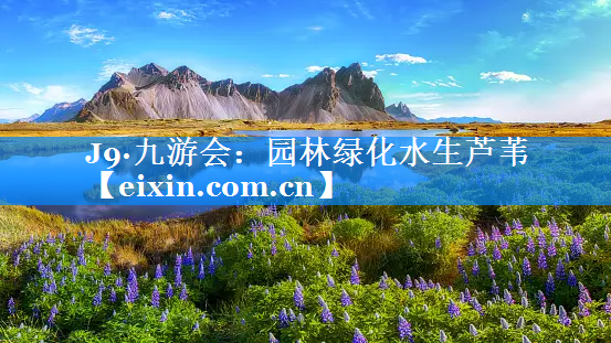 園林綠化水生蘆葦
